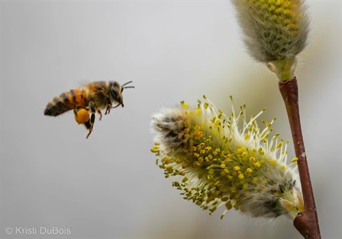 Western Honey Bee_thumb.jpg